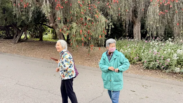 Two seniors walking along a path beneath red-flowering trees