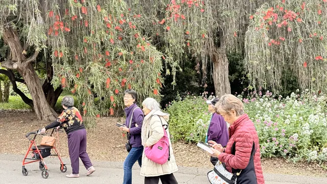 Group members strolling under red-flowering trees