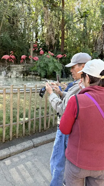Residents taking photos at the flamingo exhibit