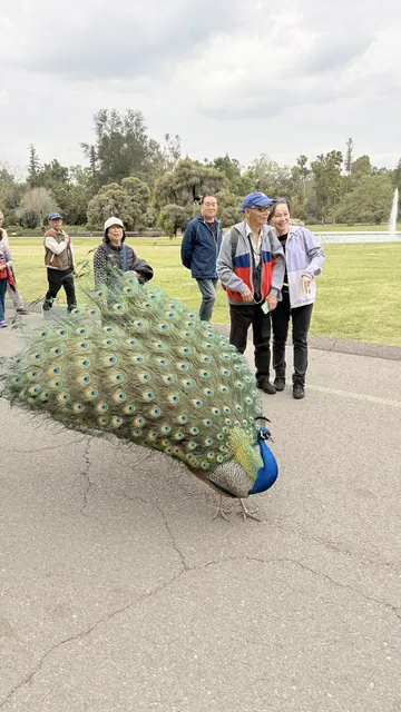 A peacock displaying its tail feathers as seniors pose behind it
