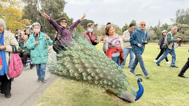Visitors raising their arms in delight while posing with a displaying peacock