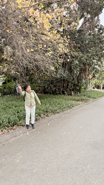 A visitor pausing beside a tree with yellow blossoms along the path