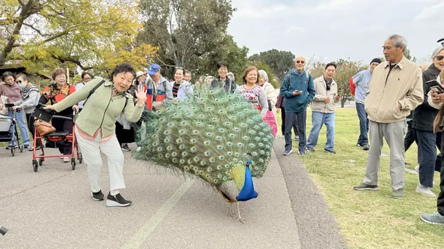 A senior posing playfully beside a displaying peacock