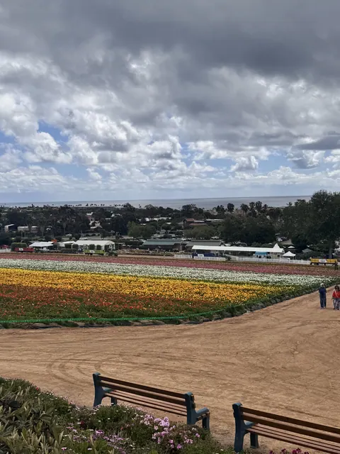 Panoramic view of the flower fields with the ocean in the distance