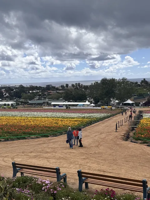 Residents strolling along a path overlooking the multicolored flower fields