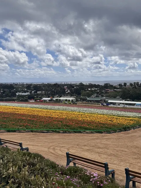 Park benches overlooking rainbow rows of flowers at The Flower Fields
