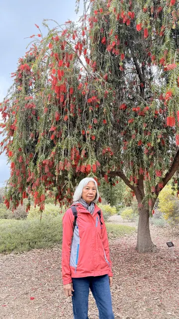 A visitor standing in front of a large tree in full red bloom