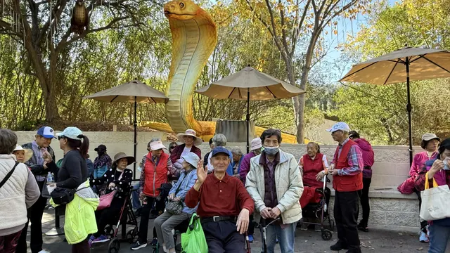 Residents resting under umbrellas beside a giant golden snake lantern