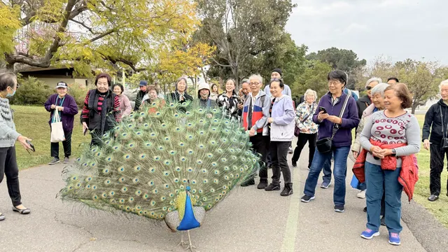 Seniors taking photos around a peacock with its tail fanned out