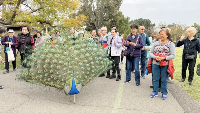 A displaying peacock drawing a crowd of admiring visitors