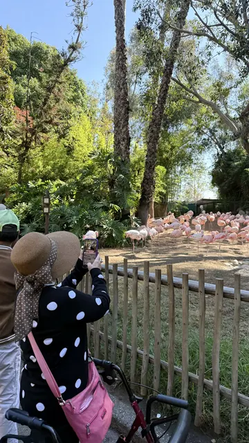 A resident photographing the flamingo flock