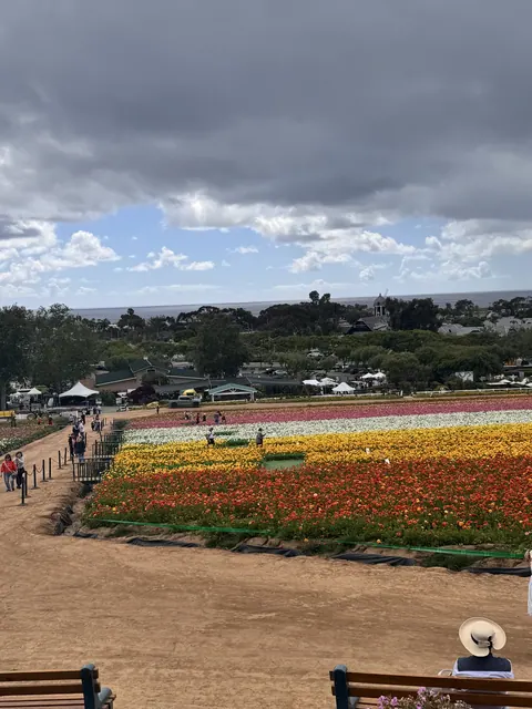 Overlook view of colorful flower rows stretching toward the coast